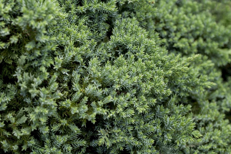 Juniperus procumbens 'Nana', Kriech-Wacholder, 20–25 cm