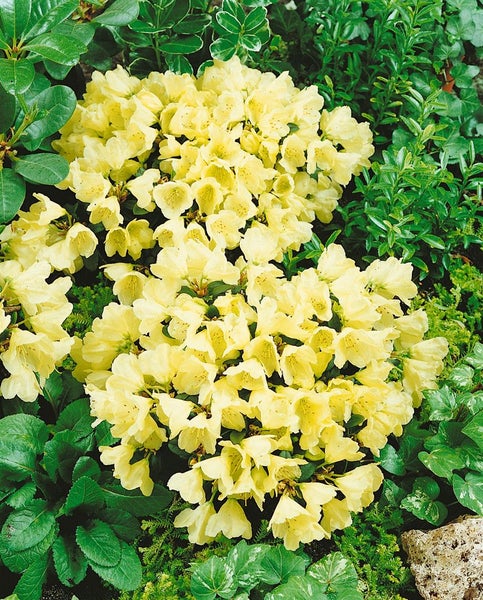 Rhododendron ludlowii 'Wren', gelb, 20–25 cm