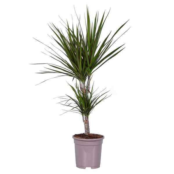 Dracaena marginata - 17cm Topf - 2er Tuff