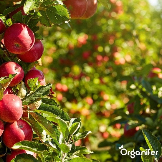 Lavagrus aus Eifeler Urgestein (25x - 500 kg für 5.000 m2) - Organifer