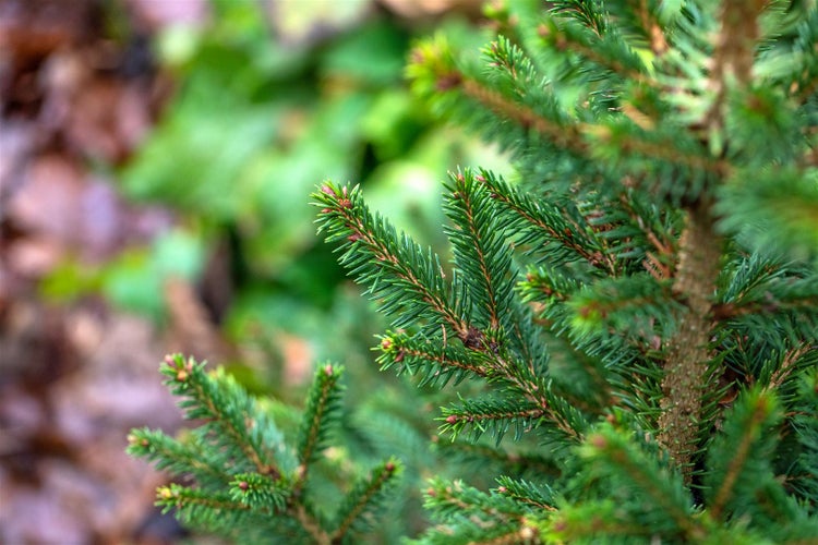 Picea abies 'Will's Zwerg', Fichte, kompakt, 50–60 cm
