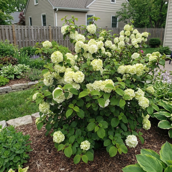 Japanischer Schneeball Viburnum plicatum mit runden weißen Blütenbällen und gerippten grünen Blättern in einem Gartenbeet mit Mulch.