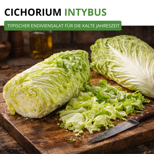 Ganzer und geschnittener Endiviensalat Cichorium intybus auf einem Holzbrett mit Messer, typischer Wintersalat.