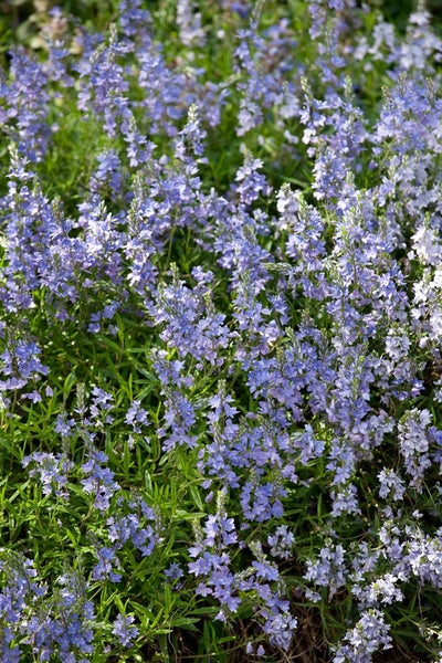Blühende Veronica-Pflanze im Gartenbeet
