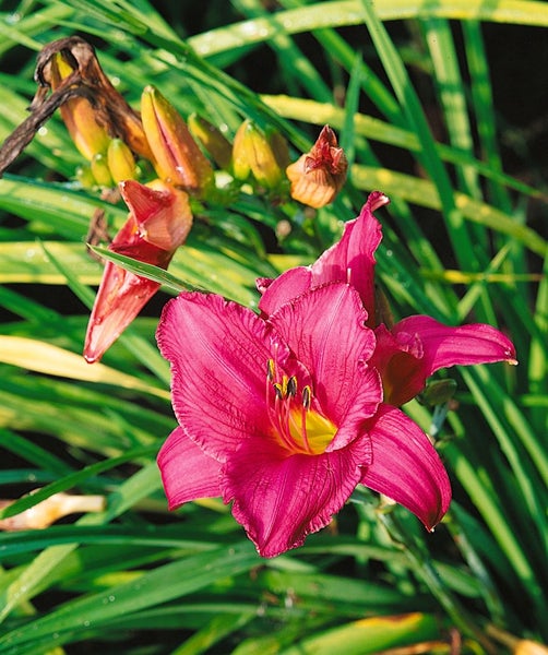 Hemerocallis x cult.'Summer Wine', Taglilie, weinrot, ca. 11x11 cm Topf