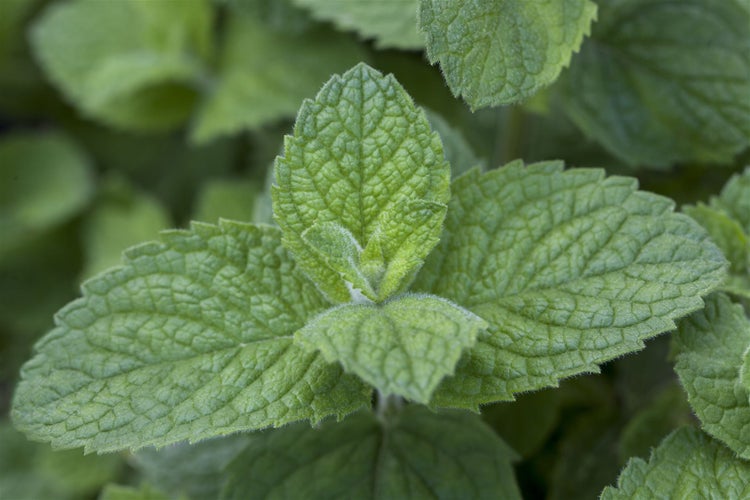 Mentha x rotundifolia, Apfelminze, aromatisch, ca. 9x9 cm Topf