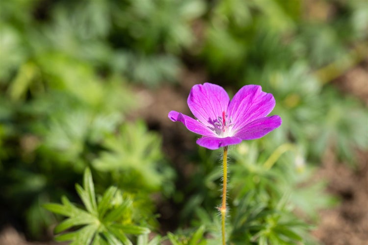 Einzelne violette Storchschnabelblüte im Garten
