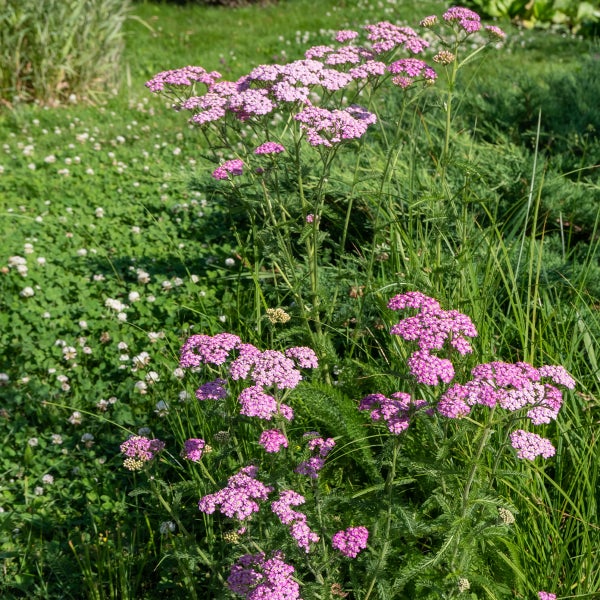 Rosa Schafgarbe mit feinen grünen Blättern blühend in einem Garten zwischen Klee und Gras.