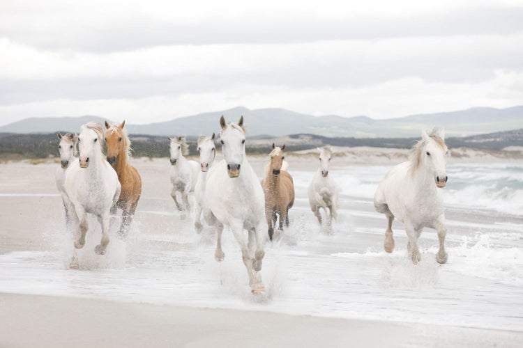 Eine Gruppe Pferde galoppiert am Strand entlang.