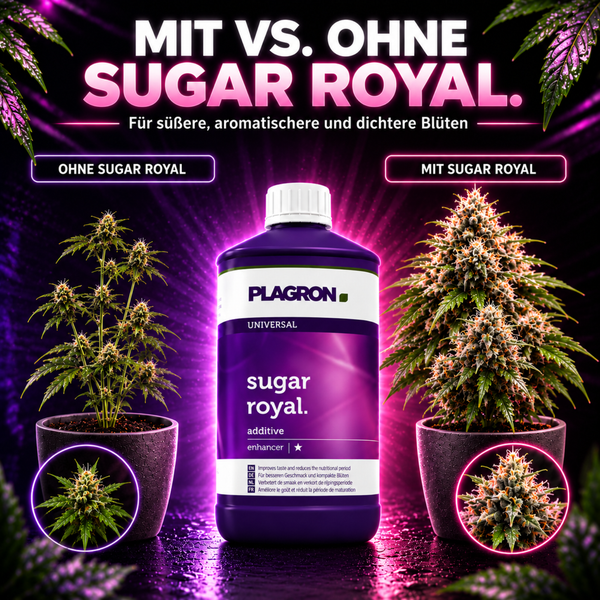 Plagron Sugar Royal Düngeradditiv im Vergleich mit und ohne Anwendung an einer Pflanze für dichtere Blüten.