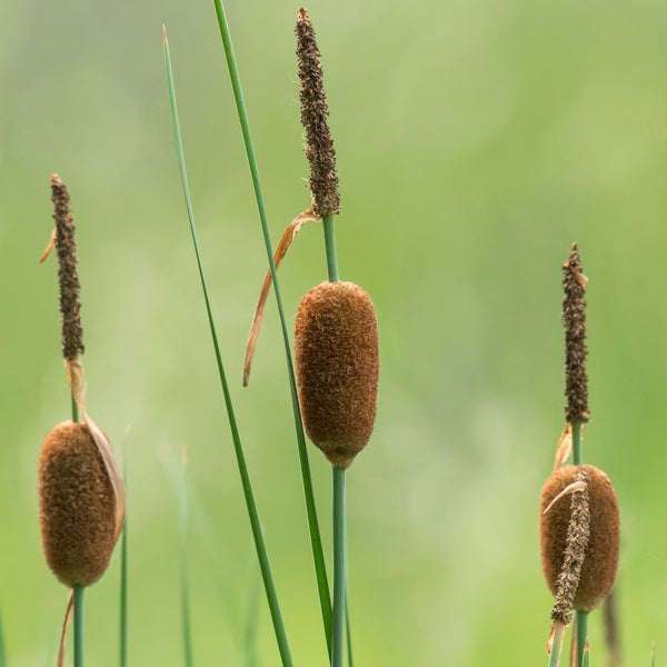 Rohrkolben (Typha) Teichpflanze mit braunen Fruchtständen und grünen Stielen.