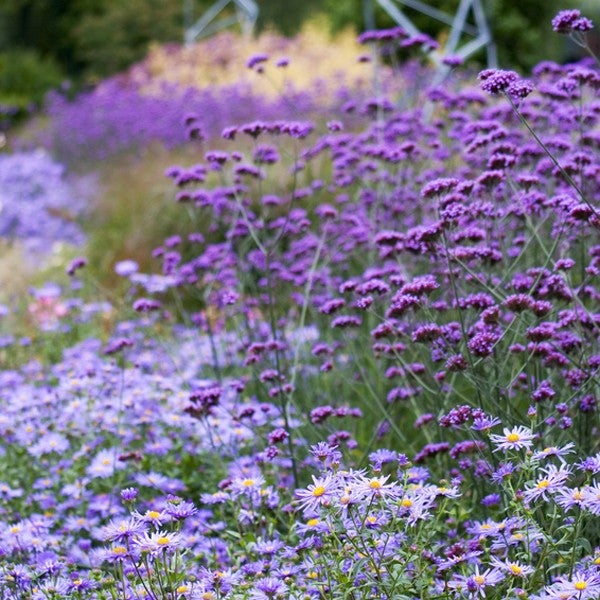 Blumenbeet mit Astern und Verbenen im Garten
