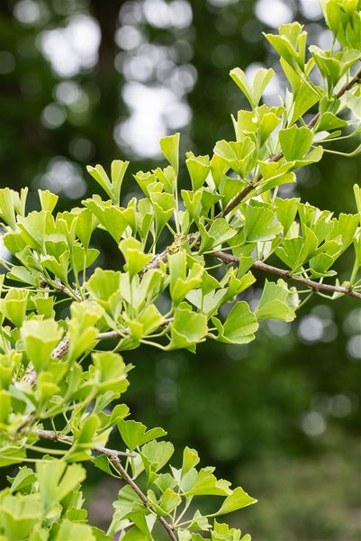 Zweig mit grünen Ginkgo Blättern