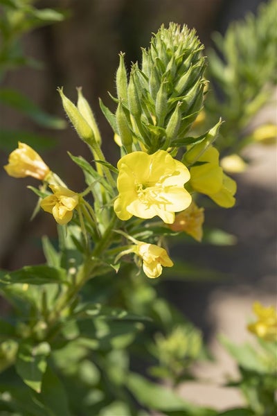 Oenothera biennis, Nachtkerze, gelb, ca. 9x9 cm Topf