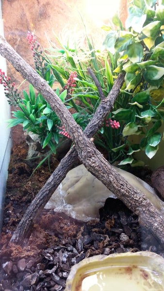 Inneneinrichtung eines Terrariums mit gekreuzten Ästen, Kunstpflanzen, einer Steinhöhle und Bodengrund aus Rinde und Moos.