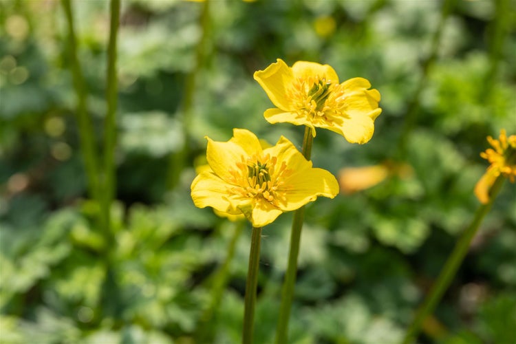 Trollius pumilus, Zwerg-Trollblume, gelb, ca. 9x9 cm Topf