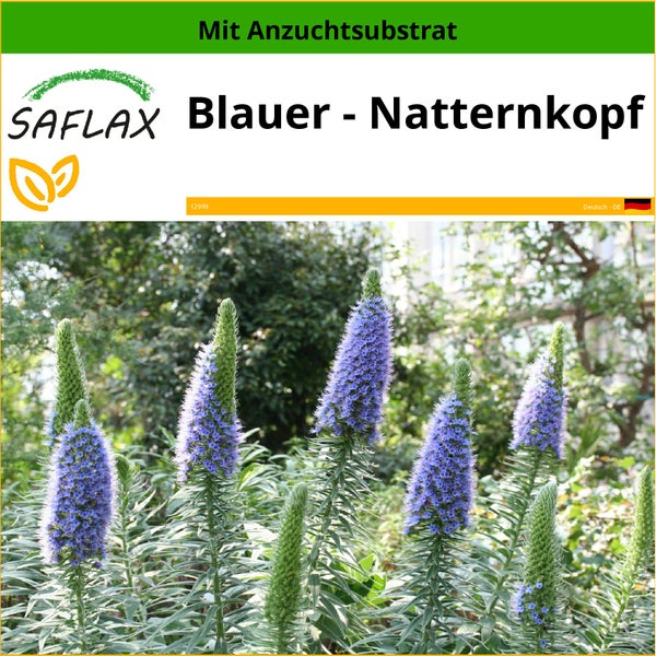 SAFLAX  - Blauer - Natternkopf - Echium fastuosa - 100 Samen - Mit keimfreiem Anzuchtsubstrat