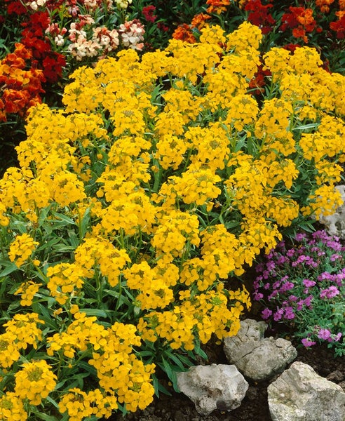 Erysimum x allionii, Goldlack, orange, ca. 9x9 cm Topf