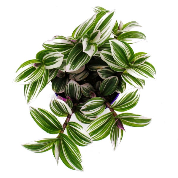 Dreimasterblume - Tradescantia White - pflegeleichte hängende Zimmerpflanze - 12m Topf - weiss