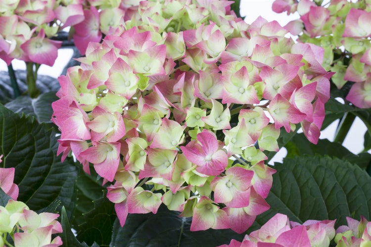 Hydrangea macrophylla 'Leuchtfeuer', Hortensie, rot, 40–60 cm