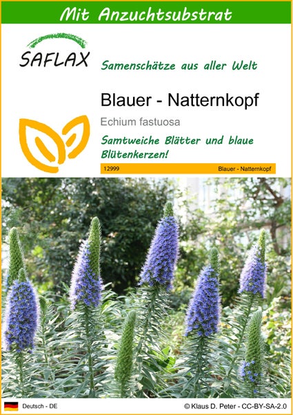 SAFLAX  - Blauer - Natternkopf - Echium fastuosa - 100 Samen - Mit keimfreiem Anzuchtsubstrat