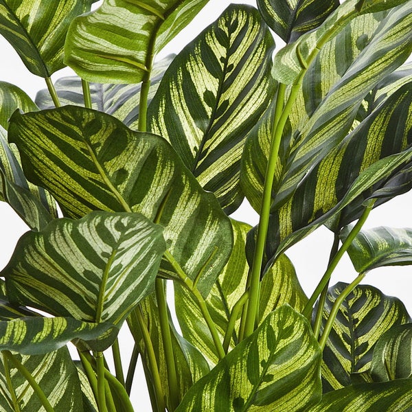 Zwei Calathea Makoyana Zimmerpflanzen mit gestreiften Blättern in schwarzen Töpfen.