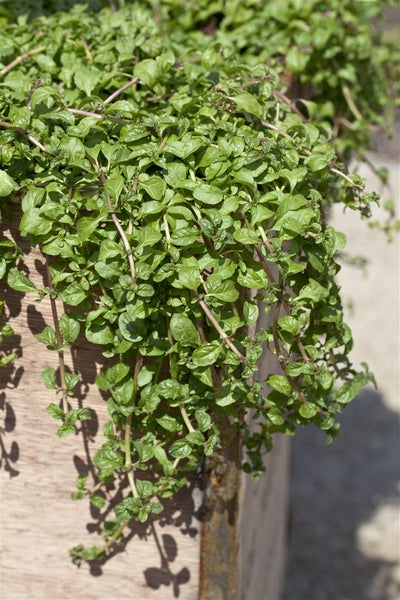 Mentha requienii, Korsische Minze, ca. 9x9 cm Topf, aromatisch