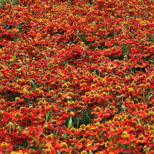 Feld mit Sonnenbraut Blumen
