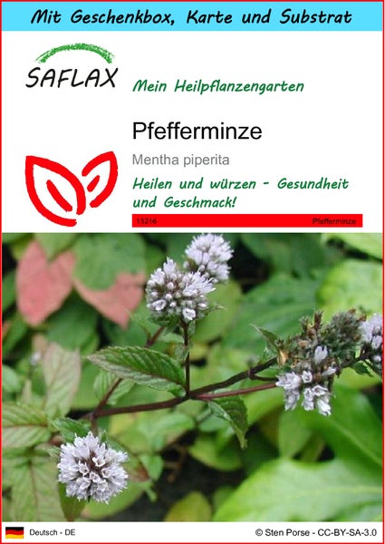 SAFLAX Geschenk Set - Pfefferminze - Mentha piperita - 300 Samen - Mit Geschenkbox, Versandaufkleber, Geschenkkarte und Anzuchtsubstrat