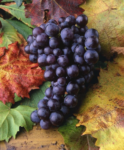 Vitis vinifera, Weinrebe, blau, 80–100 cm