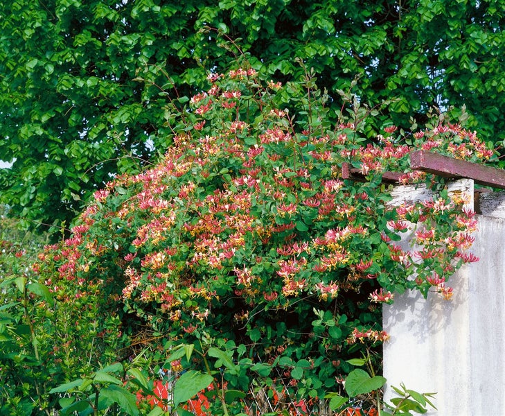 Lonicera heckrottii, Geißblatt, duftend, 60–100 cm