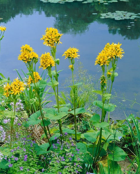 Ligularia x hessei, Kreuzkraut, gelbe Blüten, ca. 11x11 cm Topf