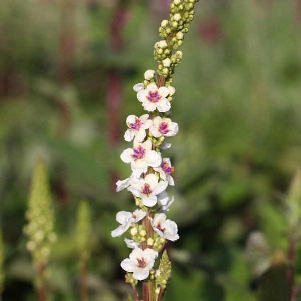 Blütenstand der Nachtkerzengewächse mit weißen Blüten