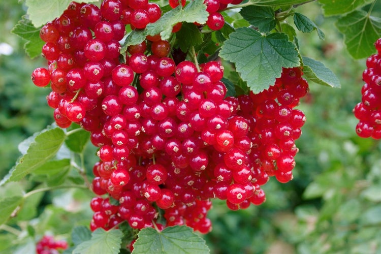 Ribes rubrum 'Rosetta', Rote Johannisbeere, 40–60 cm