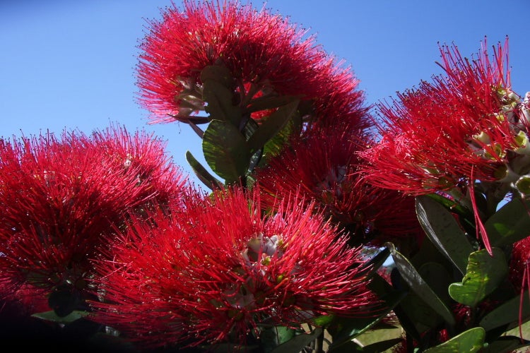 SAFLAX Garden in the bag - Neuseeländischer Weihnachtsbaum - Metrosideros excelsa - 300 Samen - Mit Anzuchtsubstrat im praktischen, selbst aufstellenden Beutel
