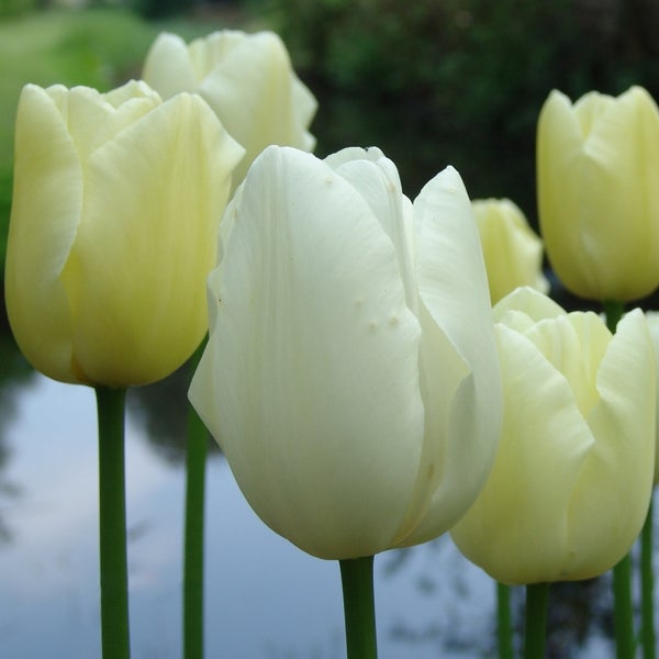 Nahaufnahme von mehreren weißen Tulpen