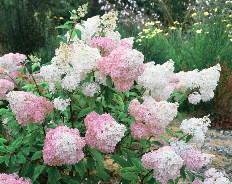 Hydrangea paniculata 'Vanille-Fraise', Rispenhortensie, zweifarbig, 40–60 cm