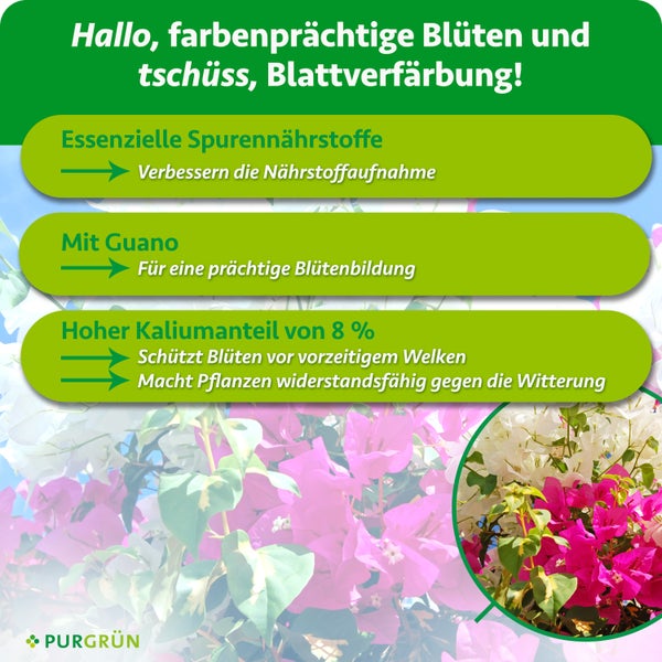 Infografik zum Purgrün Pflanzendünger für Blühpflanzen mit Hinweisen zu Spurennährstoffen, Guano und Kaliumanteil für gesunde Blütenpracht.