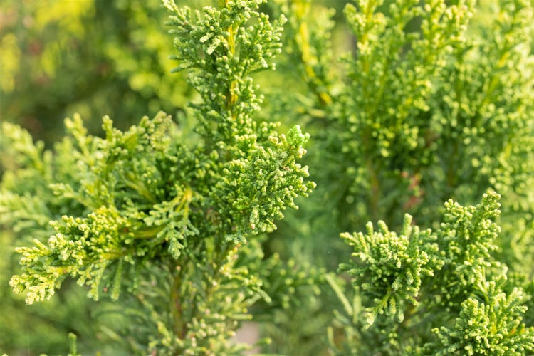 Chamaecyparis obtusa 'Drath', Hinoki-Scheinzypresse, 20–30 cm