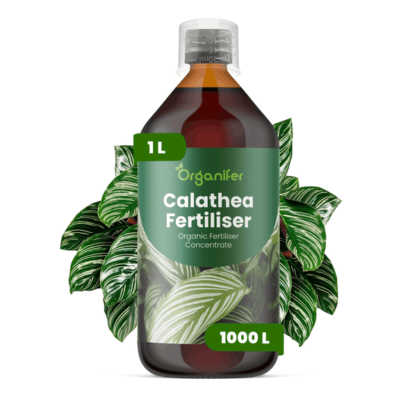 Organifer Calathea Dünger, organisches Düngerkonzentrat, 1 Liter Flasche für 1000 Liter Gießwasser.