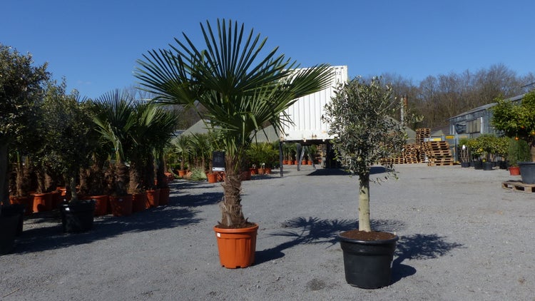 Außenbereich einer Gärtnerei mit einer großen Palme im orangefarbenen Topf und einem Olivenbaum im schwarzen Topf auf Kiesgrund.