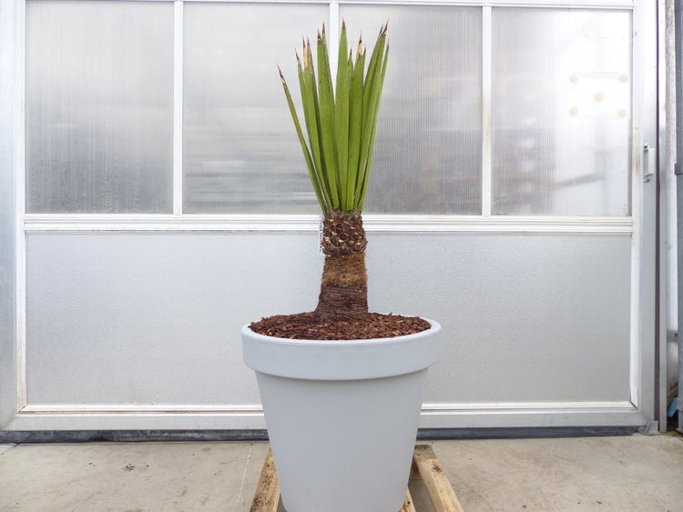 Yucca Faxoniana, 140 cm, Stamm 30 cm, Faxon Yucca, Palmilla, winterhart -20C