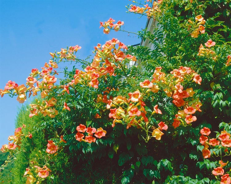 Campsis radicans, Trompetenblume, orange, 60–100 cm