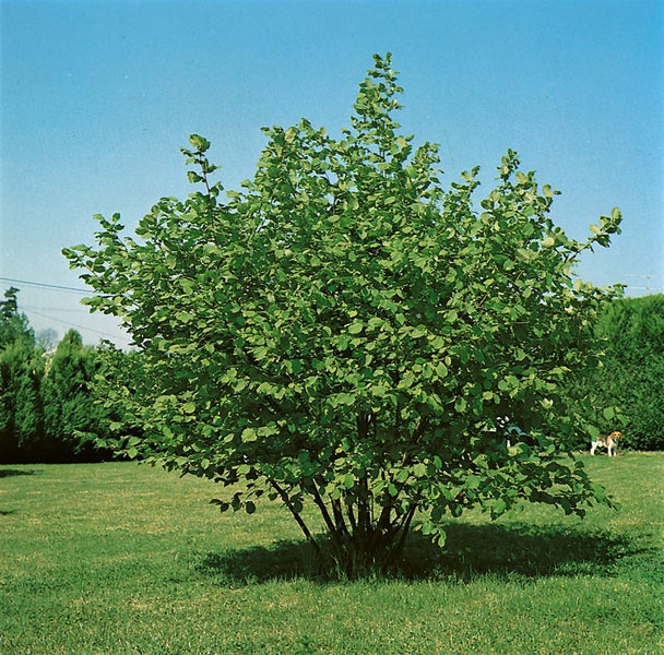 Corylus avellana 'Hallesche Riesennuss', Haselnuss, 60–100 cm