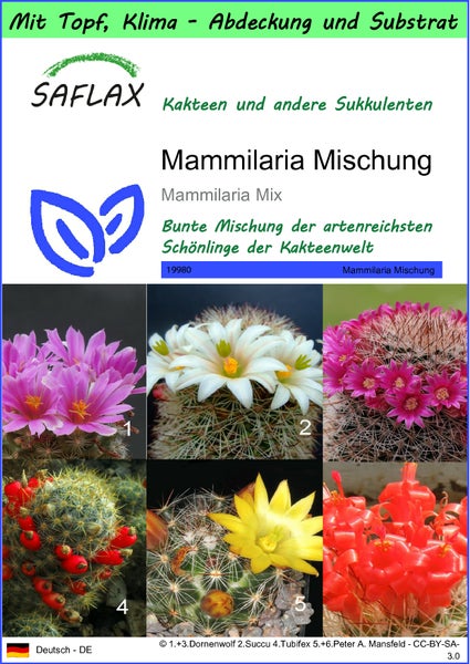 SAFLAX Garden to go - Mammilaria Mischung - Mammilaria Mix - 40 Samen - Mit Topf, Klima - Deckel und Anzuchtsubstrat