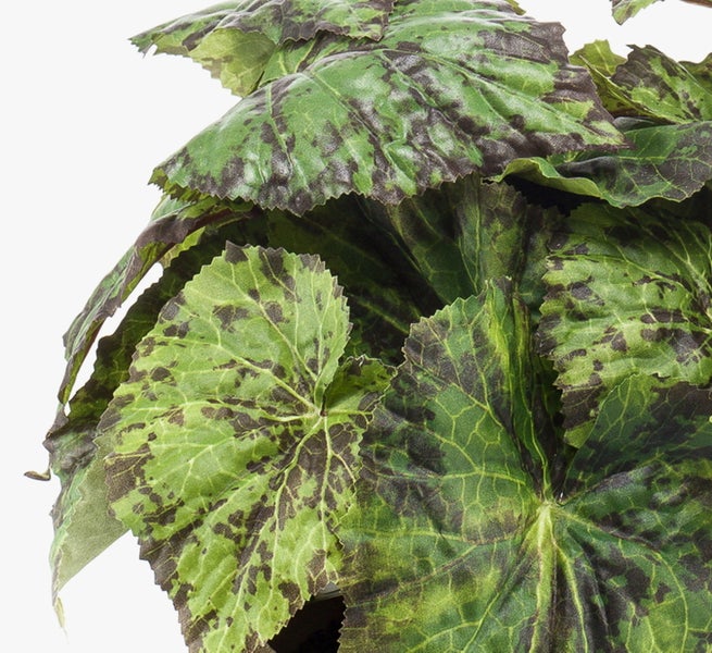 Begonia Zimmerpflanze mit gemusterten grünen Blättern in einem rustikalen Topf aus Stein.