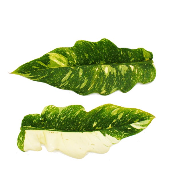 Philodendron Ring of Fire - ungewöhnlicher Baumfreund - 12cm Topf