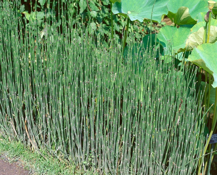 Equisetum variegatum, Buntes Schachtelhalm, ca. 9x9 cm Topf
