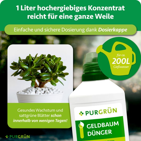 Purgrün Geldbaum Dünger Flasche mit ein Liter Konzentrat für circa 200 Liter Gießwasser und Dosierkappe neben einem Geldbaum im Topf.