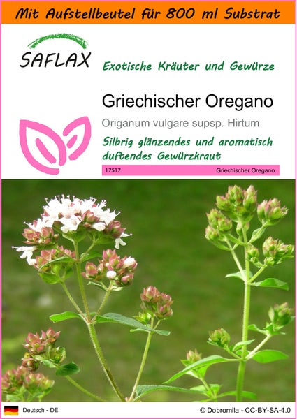 SAFLAX Garden in the bag - Griechischer Oregano - Origanum vulgare supsp. Hirtum - 600 Samen - Mit Anzuchtsubstrat im praktischen, selbst aufstellenden Beutel